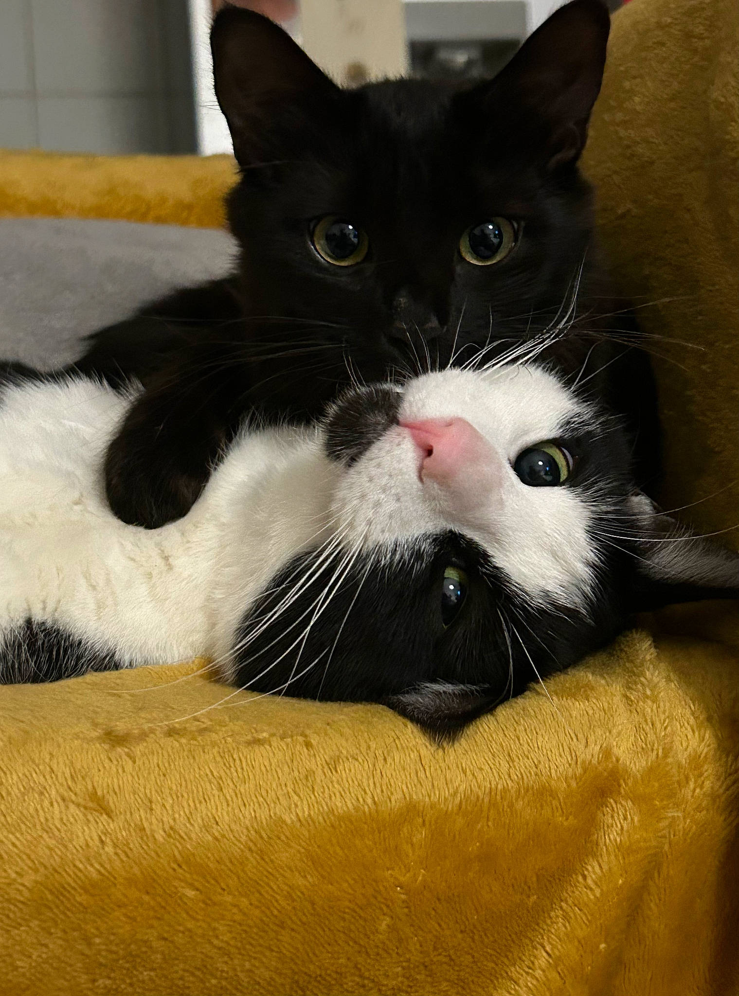 Mio participe au concours pour gagner de l'argent avec cette photo : carnivore, cat, claw, comfort, domestic_short_haired_cat, eye, felidae, foot, fur, paw, small_to_medium_sized_cats, snout, tail, terrestrial_animal, whiskers