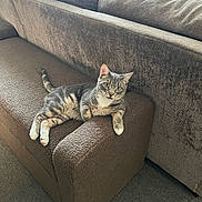 Grayson is registered to the contest to win money with this photo: cat, tabby_cat, pet, feline, indoor, couch, sofa, brown, living_room, carpet, relaxed, animal, fur, whiskers, paws, curious, seated, home, comfortable, resting