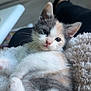 Millie joined the competition — help win amazing prizes! animal, blanket, cat, cozy, cute, fur, furry, home, indoor, kitten, legs, paw, person, pet, relaxed, resting, sleepy, socks, soft, whiskers