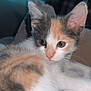 Millie is registered to the contest to win money with this photo: animal, blanket, calico, cat, close_up, cozy, cute, domestic, eyes, feline, fur, indoor, kitten, mammal, pet, portrait, relaxed, soft, whiskers, young