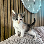 Millie is registered to the contest to win money with this photo: animal, cat, couch, curious, cute, domestic, feline, fur, furniture, home, indoor, kitten, pet, playful, small, texture, wall_clock, whiskers, wooden_wall, young