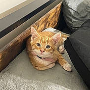 Nila joined the competition — help win amazing prizes! kitten, cat, orange_tabby, collar, pet, indoor, blanket, cushion, wooden_frame, resting, fur, whiskers, paw, cute, animal, domestic, feline, closeup, soft_texture, relaxed