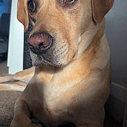 Nellie joined the competition — help win amazing prizes! animal, brown_eyes, canine, carpet, closeup, companion, cute, dog, domestic, ears, expression, fur, indoor, labrador, light, nose, pet, portrait, resting, shadow