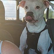 Dixie is registered to the contest to win money with this photo: dog, white_dog, harness, car_interior, backseat, window, sunlight, pet, animal, tongue_out, seat, daylight, travel, road_trip, canine, companion, cute, alert, indoors, car_seat