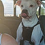 dog, white_dog, harness, car_interior, backseat, window, sunlight, pet, animal, tongue_out, seat, daylight, travel, road_trip, canine, companion, cute, alert, indoors, car_seat