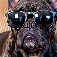 Axel is registered to the contest to win money with this photo: dog, french_bulldog, sunglasses, pet, animal, close_up, portrait, black_fur, white_chest, ears, snout, indoor, cute, cool, relaxed, face, muzzle, stylish, domestic_animal, companion
