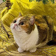 Lilah joined the competition — help win amazing prizes! cat, animal, pet, fur, cute, golden_cushion, beads, sequins, decor, tree_branch, indoor, close_up, whiskers, eyes, paws, mammal, feline, curious, fluffy, resting