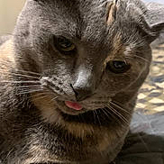 Daisy joined the competition — help win amazing prizes! cat, gray_cat, close_up, tongue_out, whiskers, fur, pet, animal, cute, indoor, portrait, feline, sleepy, face, ears, nose, eyes, soft_light, domestic_cat, closeup