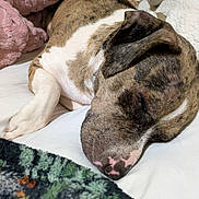 Oakley is registered to the contest to win money with this photo: dog, sleeping, bed, blanket, cozy, close_up, brown, white, fur, resting, indoors, comfort, pet, animal, relaxation, soft, napping, cute, peaceful, domestic