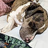 dog, sleeping, bed, blanket, cozy, close_up, brown, white, fur, resting, indoors, comfort, pet, animal, relaxation, soft, napping, cute, peaceful, domestic