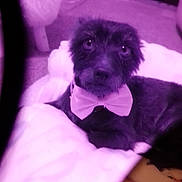 Jack is registered to the contest to win money with this photo: dog, bow_tie, blanket, indoor, pet, animal, fur, carpet, cute, resting, small_dog, domestic_animal, cozy, soft, purple_tint, lying_down, looking_at_camera, bedroom, comfort, relaxed