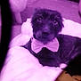 dog, bow_tie, blanket, indoor, pet, animal, fur, carpet, cute, resting, small_dog, domestic_animal, cozy, soft, purple_tint, lying_down, looking_at_camera, bedroom, comfort, relaxed