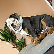 Alphonse a rejoint le concours — aidez-le/la à gagner de superbes lots ! animal, brown_wall, bulldog, canine, comfortable, companion, couch, dog, domestic, fur, furniture, greenery, houseplant, indoor, lazy, pet, plant, portrait, relaxed, resting