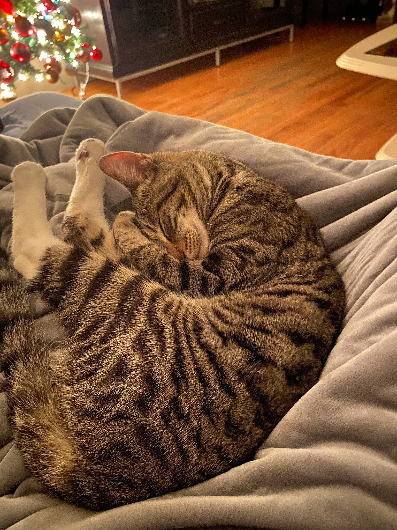 Tigre is registered to the contest to win money with this photo: carnivore, cat, cat_bed, christmas_tree, comfort, couch, event, fawn, felidae, flooring, fur, hardwood, interior_design, linens, living_room, small_to_medium_sized_cats, tail, textile, whiskers, wood