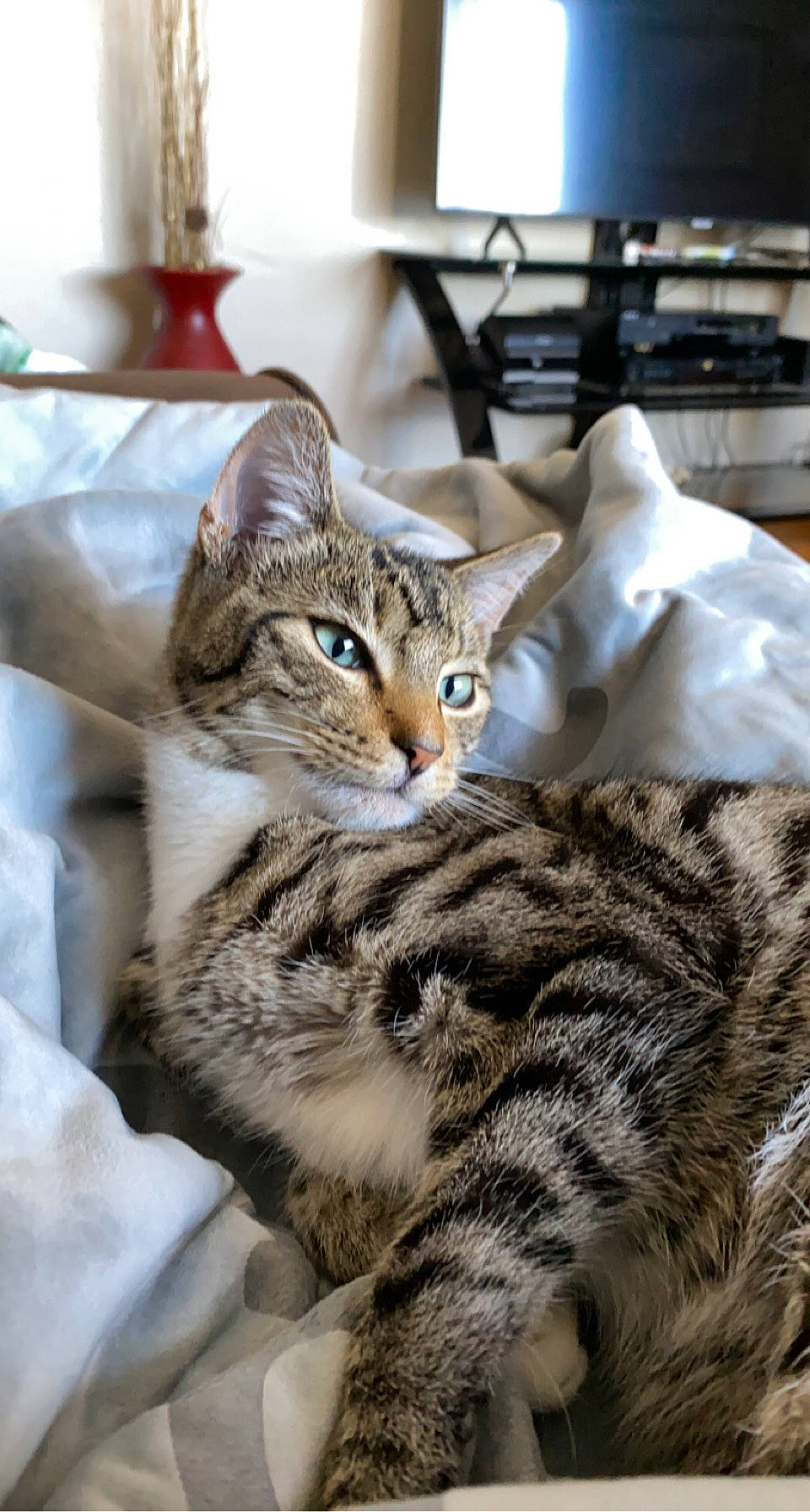 Tigre is registered to the contest to win money with this photo: carnivore, cat, claw, comfort, domestic_short_haired_cat, felidae, fur, paw, room, small_to_medium_sized_cats, snout, terrestrial_animal, whiskers