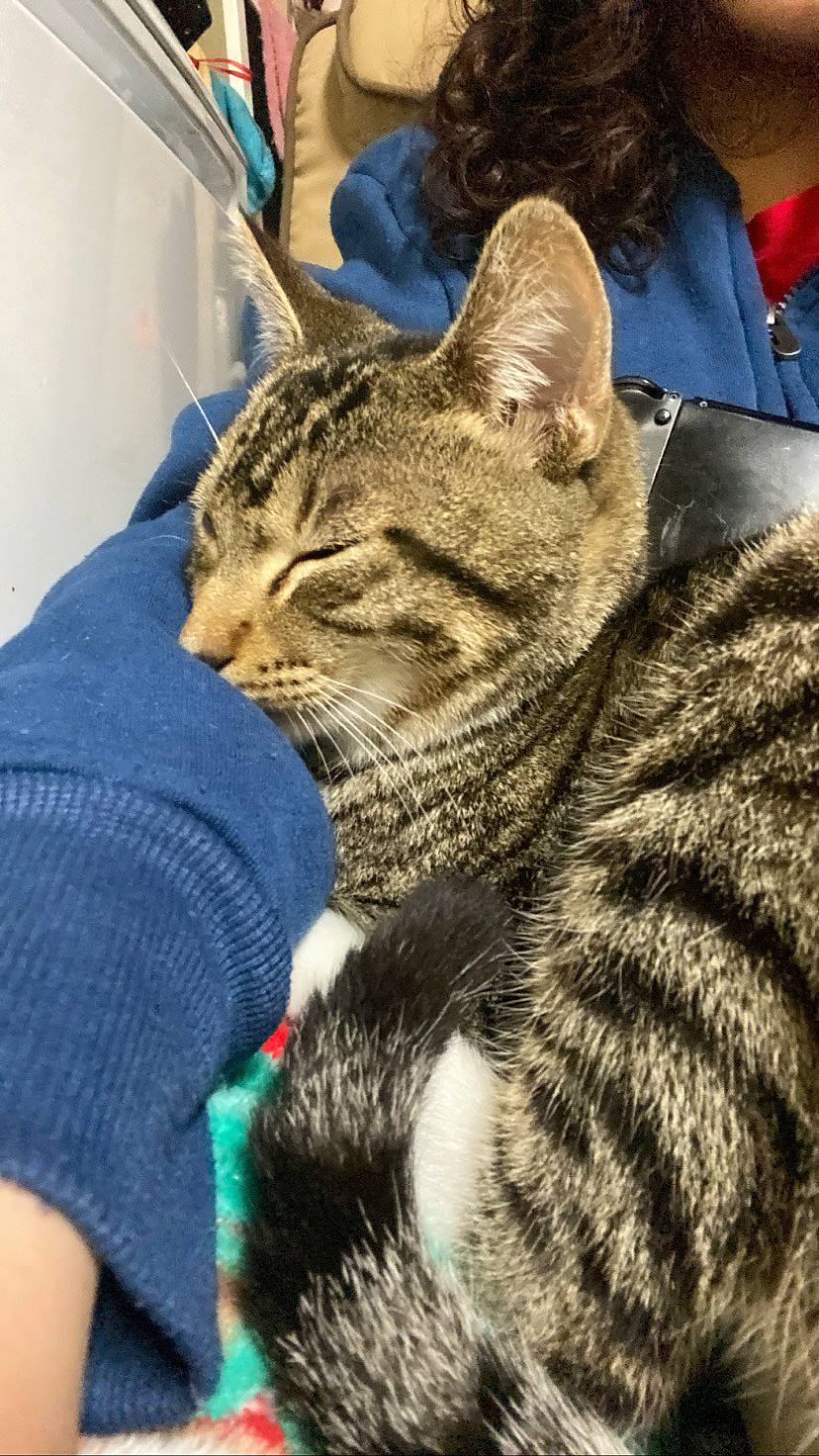 Tigre is registered to the contest to win money with this photo: carnivore, cat, claw, comfort, domestic_short_haired_cat, felidae, fur, grass, human_leg, mammal, sitting, small_to_medium_sized_cats, snout, terrestrial_animal, vertebrate, whiskers, wildlife