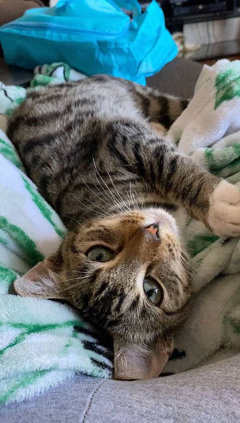 Tigre joined the competition — help win amazing prizes! carnivore, cat, claw, comfort, domestic_short_haired_cat, felidae, fur, nap, paw, small_to_medium_sized_cats, snout, terrestrial_animal, whiskers