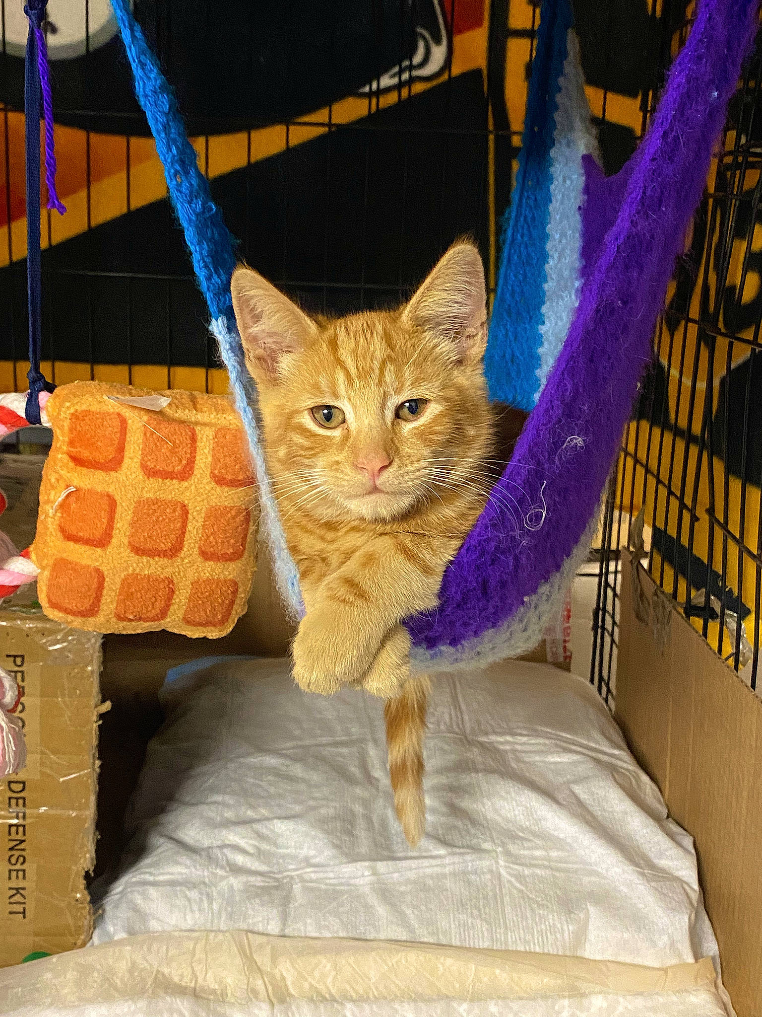 Carlitos is registered to the contest to win money with this photo: basket, carnivore, cat, cat_supply, claw, domestic_short_haired_cat, electric_blue, fashion_accessory, fawn, felidae, fur, linens, pattern, small_to_medium_sized_cats, tail, toy, whiskers, wicker, wood