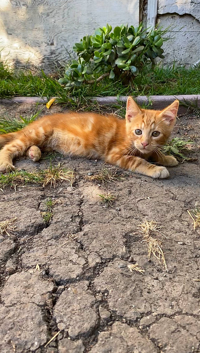 Carlitos is registered to the contest to win money with this photo: asphalt, carnivore, cat, domestic_short_haired_cat, fawn, felidae, fur, grass, groundcover, plant, road_surface, small_to_medium_sized_cats, snout, soil, tail, terrestrial_animal, trunk, whiskers, wildlife, wood