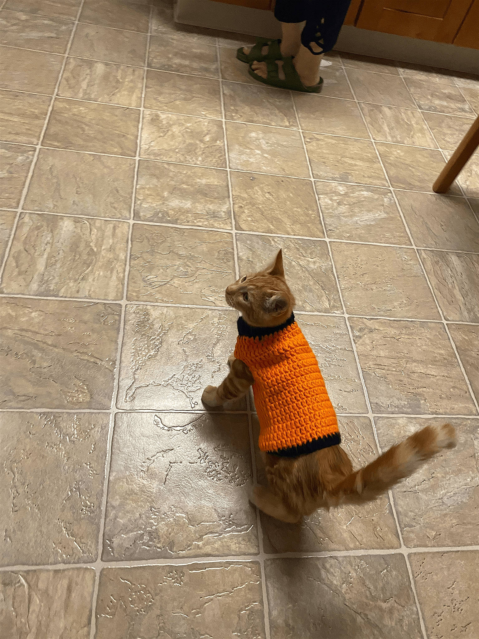 Carlitos is registered to the contest to win money with this photo: carnivore, cat, companion_dog, fawn, felidae, floor, flooring, hardwood, human_leg, laminate_flooring, pattern, road_surface, small_to_medium_sized_cats, tail, terrestrial_animal, tile_flooring, whiskers, wood, wood_flooring, wood_stain