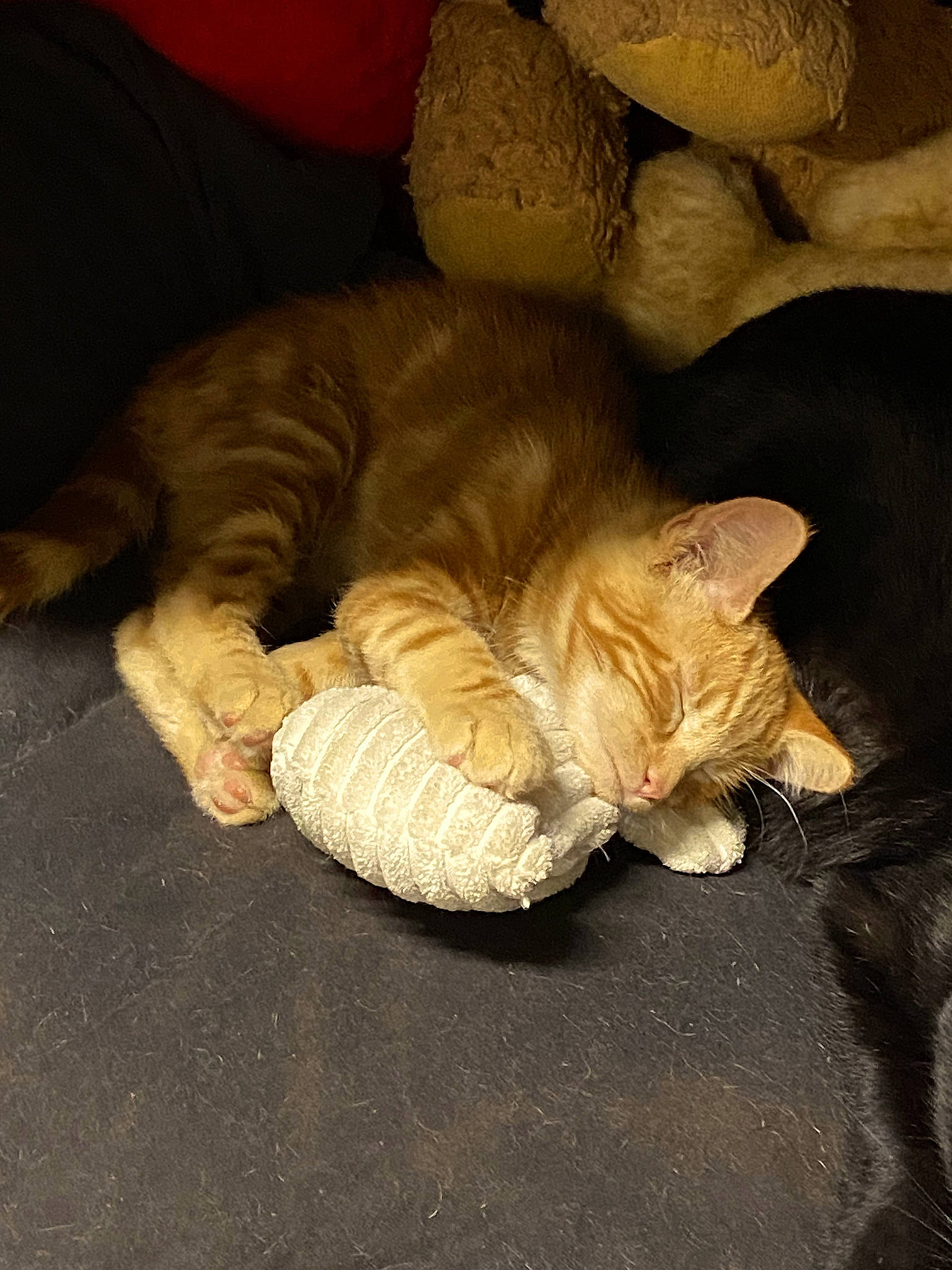 Carlitos joined the competition — help win amazing prizes! canidae, carnivore, cat, claw, comfort, domestic_short_haired_cat, fawn, felidae, flooring, fur, human_leg, linens, nap, paw, small_to_medium_sized_cats, snout, tail, whiskers, wood, wrinkle