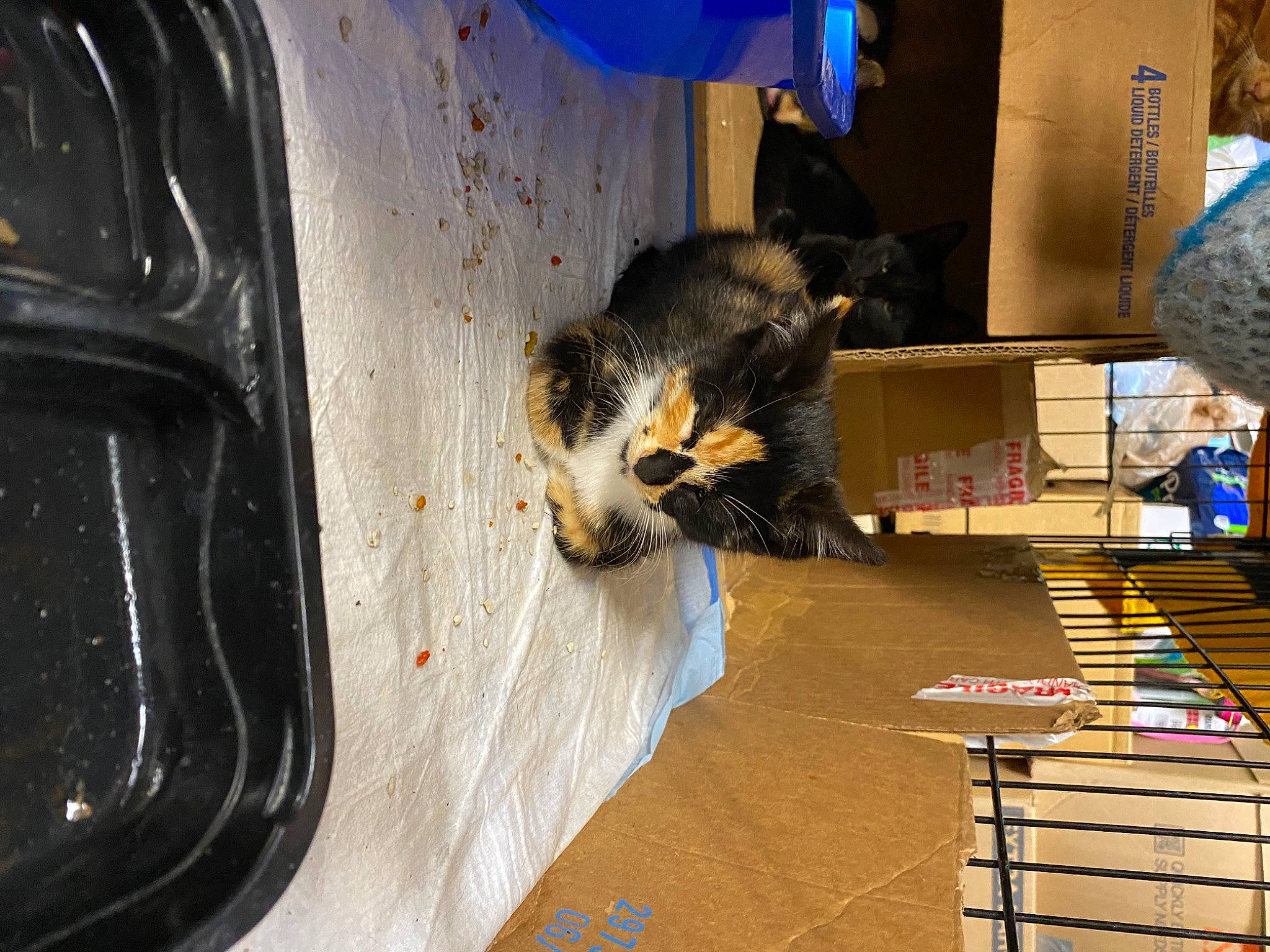 Sugar is registered to the contest to win money with this photo: auto_part, automotive_design, automotive_exterior, automotive_lighting, automotive_tire, automotive_wheel_system, bumper, cat, domestic_short_haired_cat, felidae, fender, flooring, fur, hardwood, machine, small_to_medium_sized_cats, tail, vehicle_door, whiskers, wood