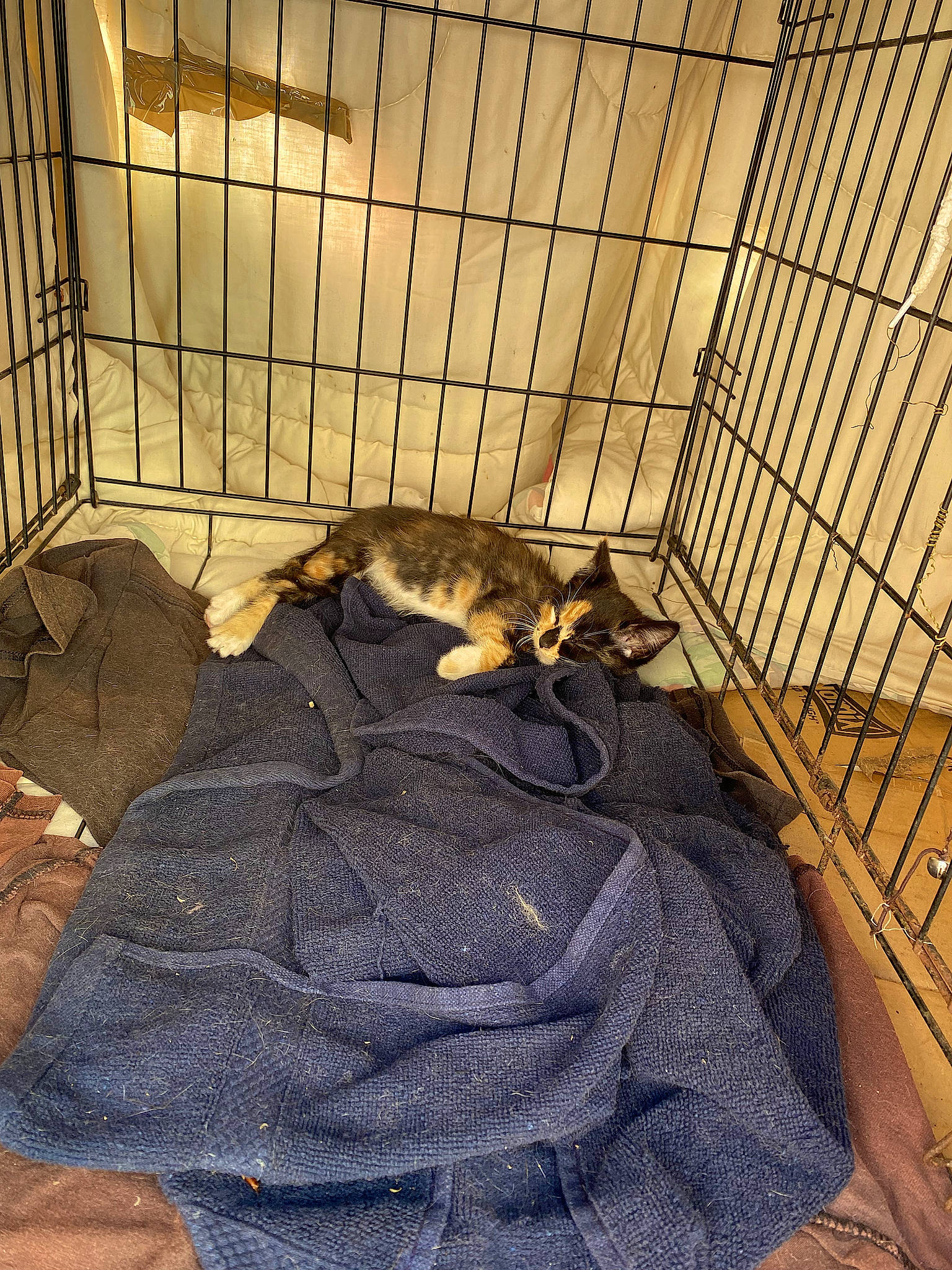 Sugar joined the competition — help win amazing prizes! animal_shelter, carnivore, cat, comfort, domestic_short_haired_cat, felidae, fence, flooring, fur, linens, mesh, pet_supply, room, shadow, small_to_medium_sized_cats, tail, terrestrial_animal, tints_and_shades, whiskers, wood