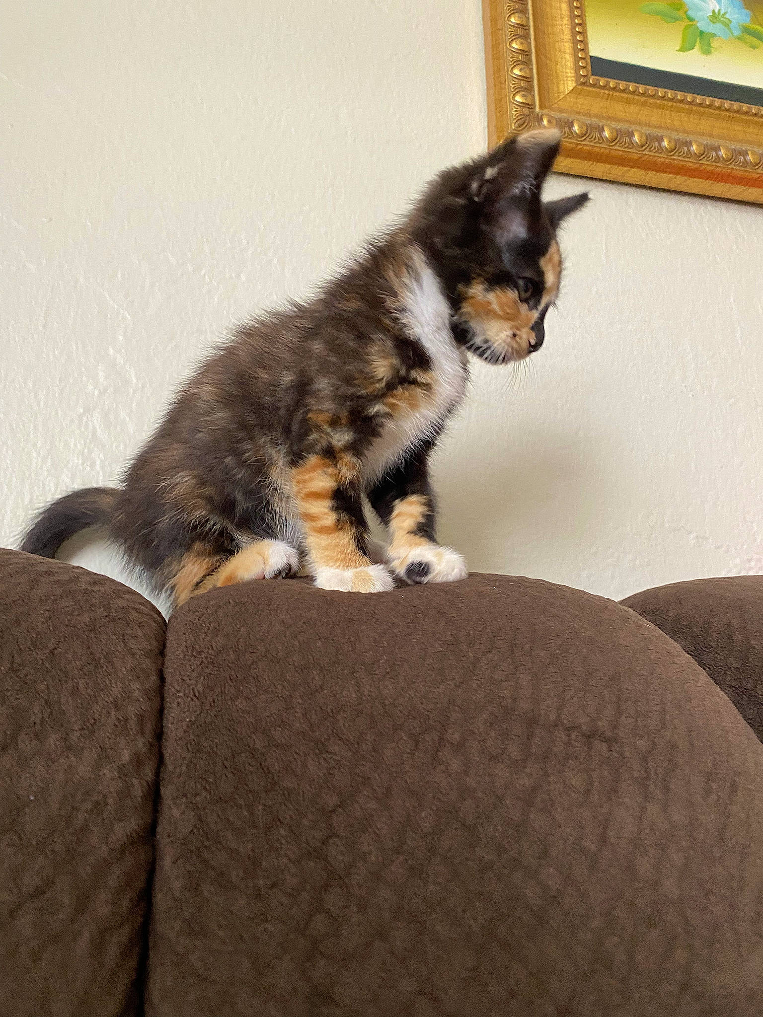 Sugar joined the competition — help win amazing prizes! canidae, carnivore, cat, comfort, couch, dog_breed, domestic_short_haired_cat, felidae, flooring, fur, hardwood, living_room, picture_frame, room, small_to_medium_sized_cats, snout, tail, whiskers, window, wood