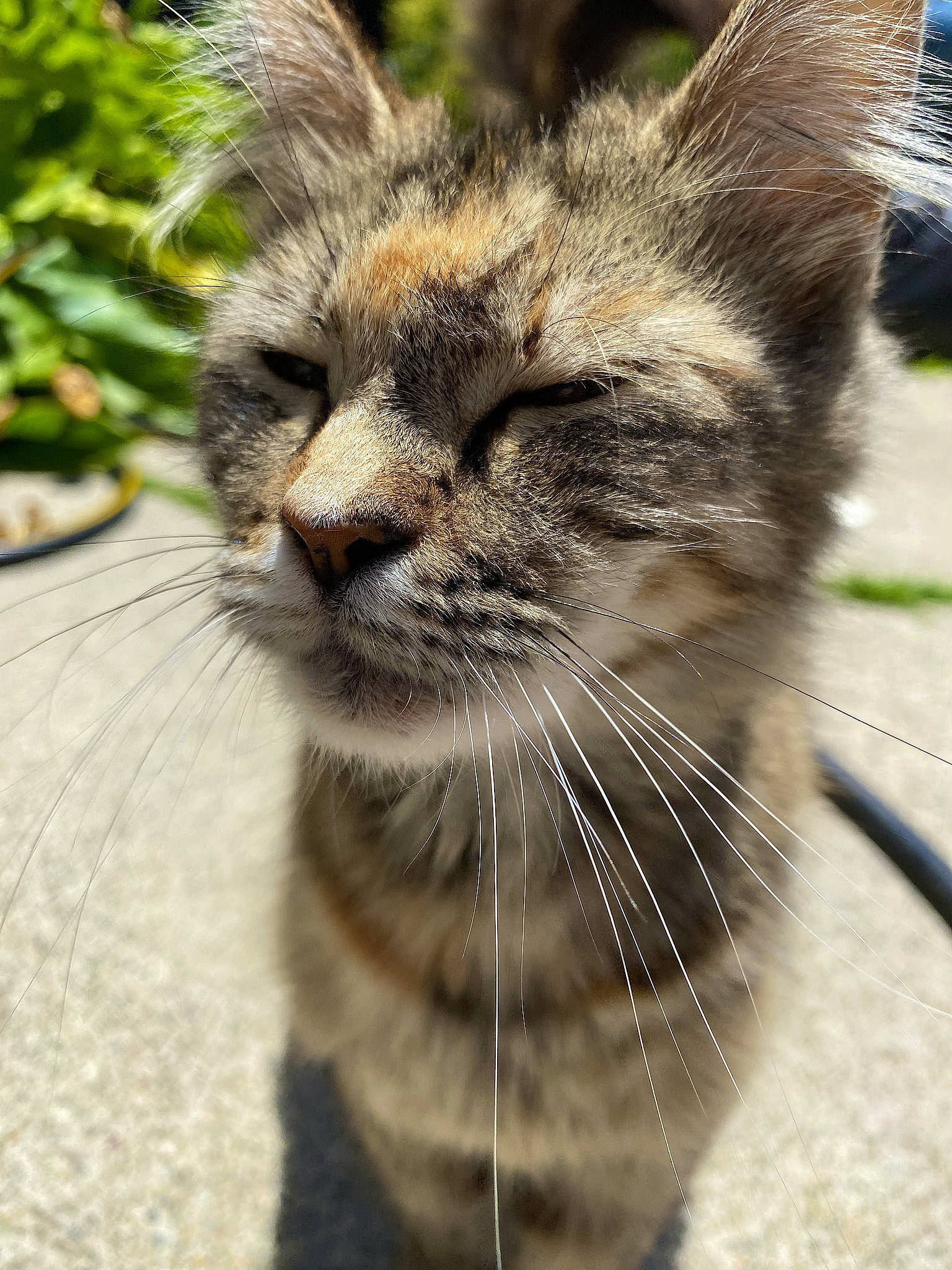 Pelucha joined the competition — help win amazing prizes! carnivore, cat, claw, domestic_short_haired_cat, fawn, felidae, fur, grass, hair, mammal, paw, plant, small_to_medium_sized_cats, snout, tail, terrestrial_animal, tree, whiskers, wildlife, window