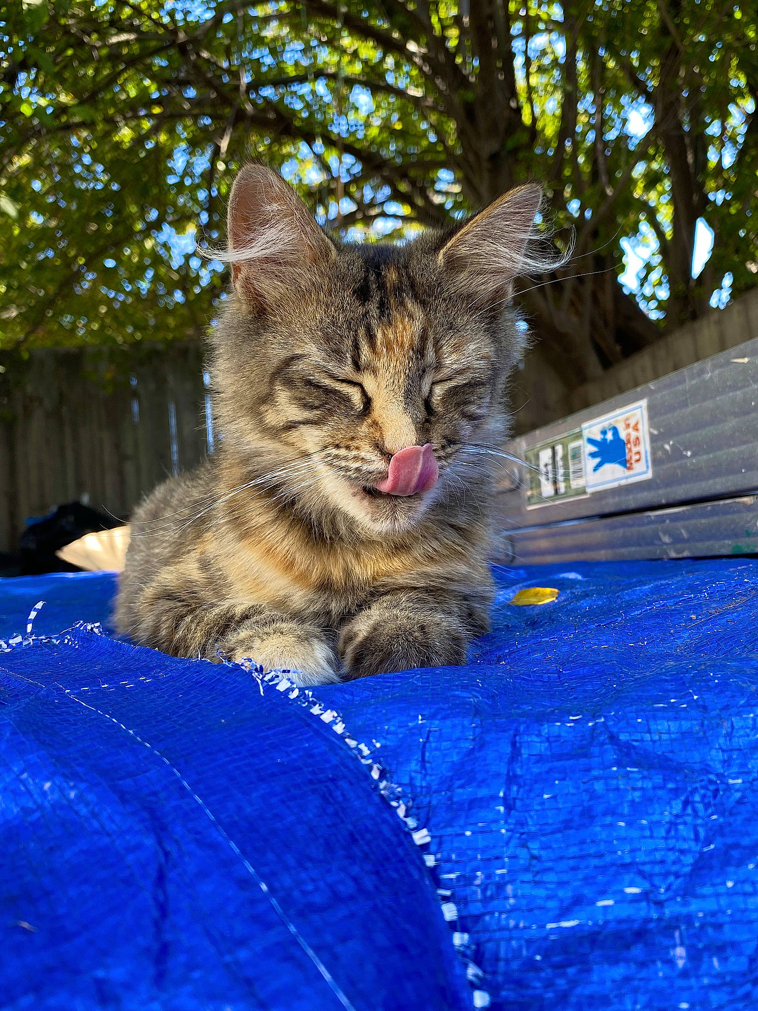 Pelucha is registered to the contest to win money with this photo: art, carnivore, cat, claw, domestic_short_haired_cat, electric_blue, felidae, fur, grass, paw, plant, small_to_medium_sized_cats, snout, tail, terrestrial_animal, tree, trunk, whiskers, wildlife, wood