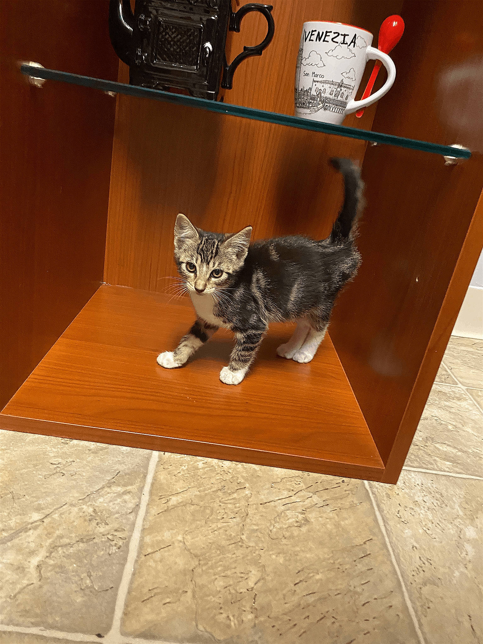 Cookie joined the competition — help win amazing prizes! art, carnivore, cat, domestic_short_haired_cat, felidae, floor, flooring, font, fur, hardwood, metal, photo_caption, rectangle, room, small_to_medium_sized_cats, snout, tail, terrestrial_animal, whiskers, wood