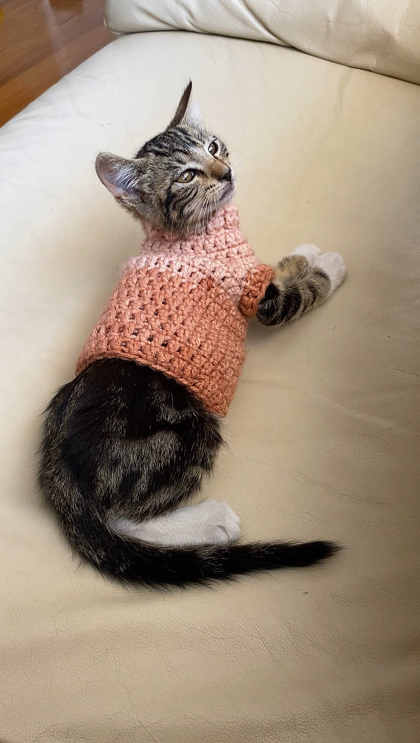 Cookie joined the competition — help win amazing prizes! art, carnivore, cat, claw, domestic_short_haired_cat, fawn, felidae, flooring, foot, fur, gesture, paw, phasianidae, small_to_medium_sized_cats, snout, tail, terrestrial_animal, toy, whiskers, wood