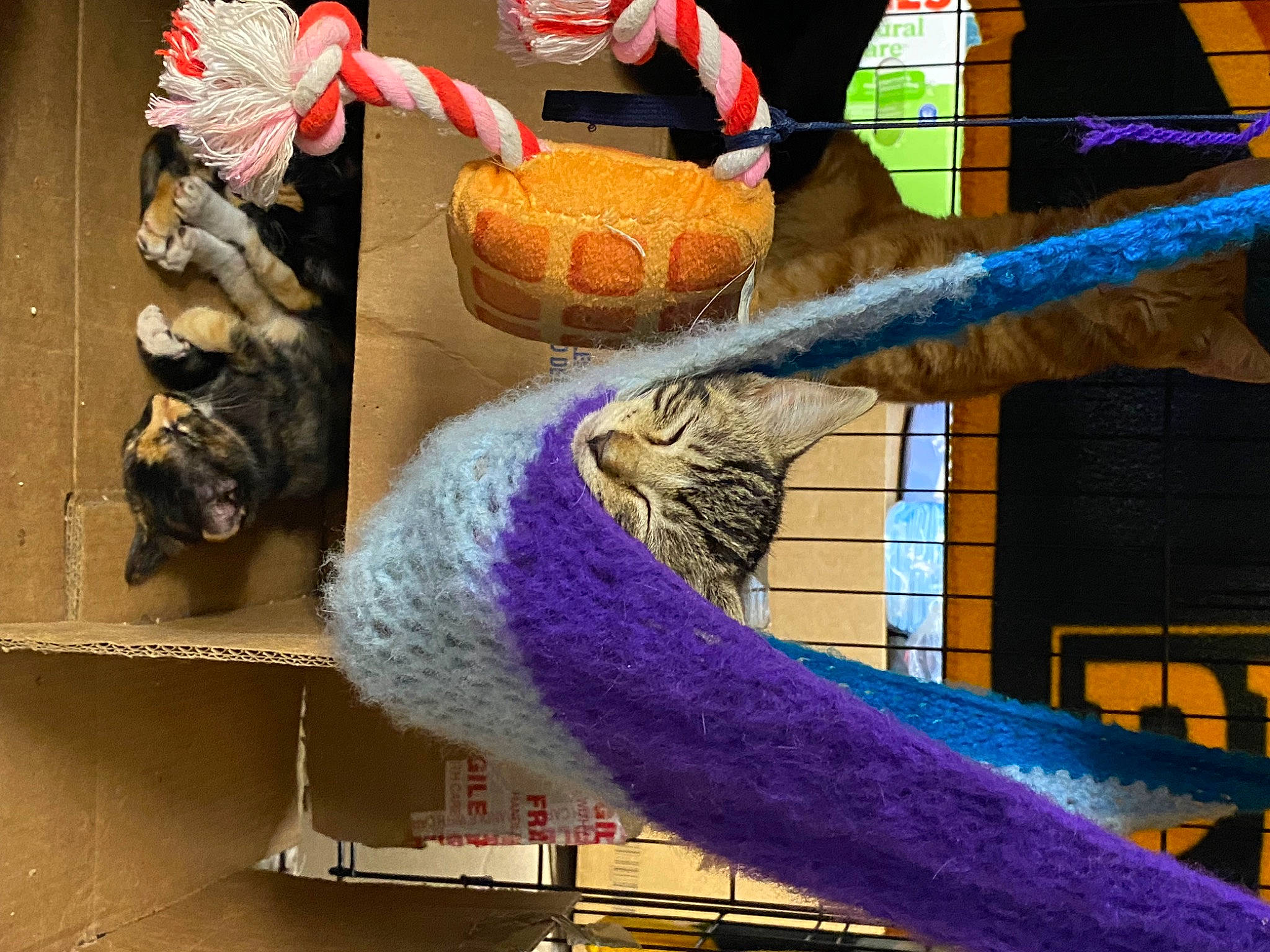 Cookie joined the competition — help win amazing prizes! art, comfort_food, creative_arts, electric_blue, fashion_accessory, fur, light, linens, magenta, natural_material, pattern, plush, room, stuffed_toy, thread, toy, visual_arts, wood, wool, woolen