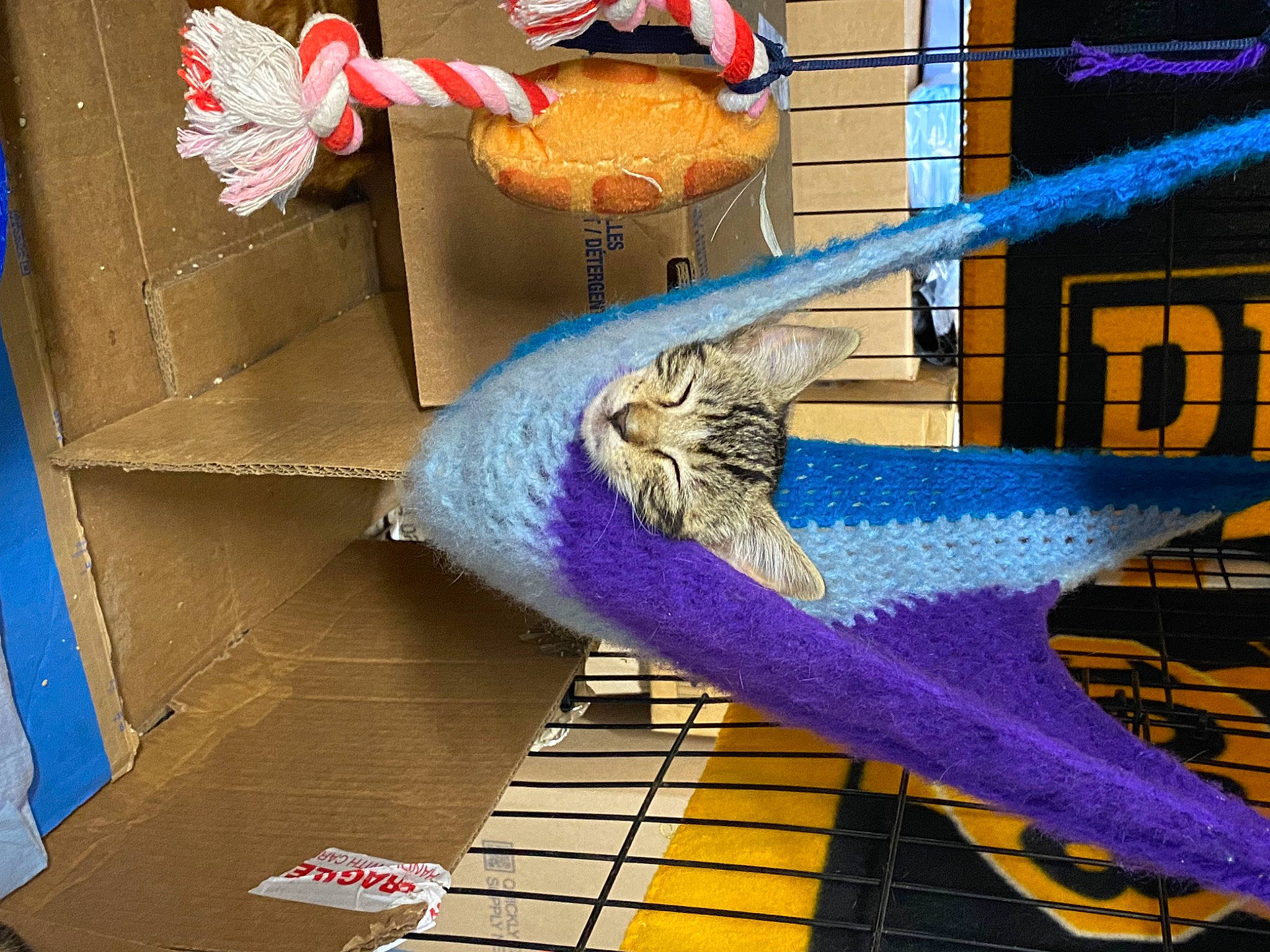 Cookie joined the competition — help win amazing prizes! art, blue, cage, carmine, electric_blue, feather, line, mesh, metal, pattern, room, space, symmetry, tail, thread, tints_and_shades, toy, visual_arts, wing, wood