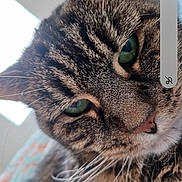 Baby joined the competition — help win amazing prizes! cat, tabby, close_up, green_eyes, whiskers, fur, pet, animal, indoor, curious, face, mammal, cute, portrait, domestic_cat, soft_light, cozy, feline, closeup, eyes