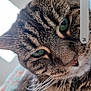 cat, tabby, close_up, green_eyes, whiskers, fur, pet, animal, indoor, curious, face, mammal, cute, portrait, domestic_cat, soft_light, cozy, feline, closeup, eyes