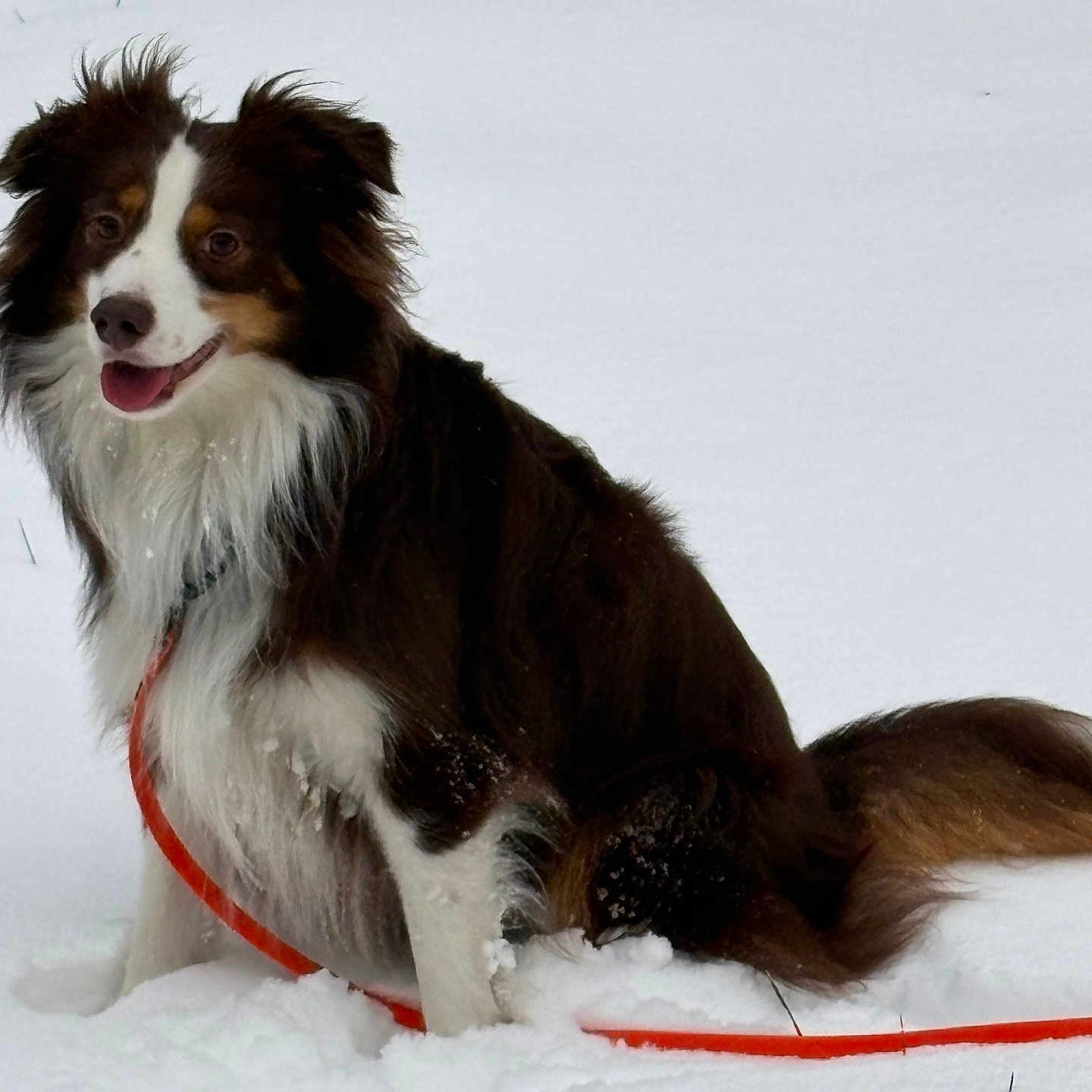 Sparrow participe au concours pour gagner de l'argent avec cette photo : dog, snow, leash, outdoor, pet, tricolor, happy, fur, sitting, winter, cold, animal, canine, nature, playful, friendly, tongue_out, fluffy, alert, daytime