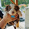 puppy, dog, cute, pet, animal, fur, hand, holding, outdoor, kennel, wood, collar, tag, brown, white, young, small, ears, face, nose
