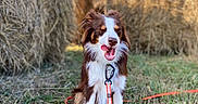 Sparrow participe au concours pour gagner de l'argent avec cette photo : dog, brown_and_white, sitting, grass, hay_bales, outdoor, leash, tongue_out, happy, nature, sunny, canine, pet, animal, field, playful, tongue, fur, daytime, smiling