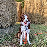dog, brown_and_white, sitting, grass, hay_bales, outdoor, leash, tongue_out, happy, nature, sunny, canine, pet, animal, field, playful, tongue, fur, daytime, smiling