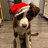 Sparrow participe au concours pour gagner de l'argent avec cette photo : puppy, dog, santa_hat, brown_and_white, cute, pet, indoors, kitchen, floor, young_dog, holiday, festive, animal, fur, ears, tail, looking_up, sitting, domestic, companion