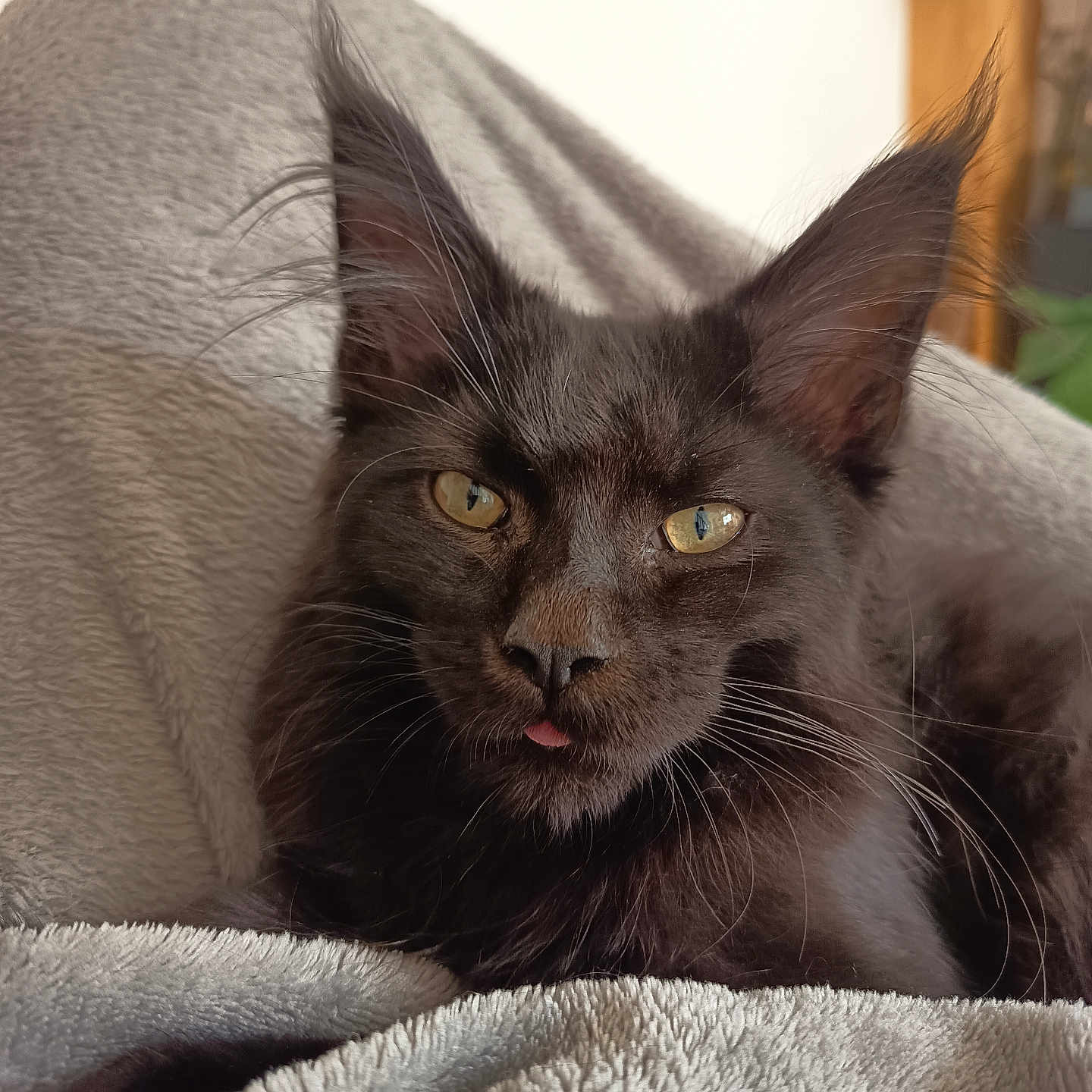 Anubis participe au concours pour gagner de l'argent avec cette photo : animal, black_cat, blanket, cat, close_up, cozy, cute, domestic_cat, ears, feline, fluffy_fur, golden_eyes, indoor, pet, portrait, relaxed, resting, soft_texture, tongue_out, whiskers