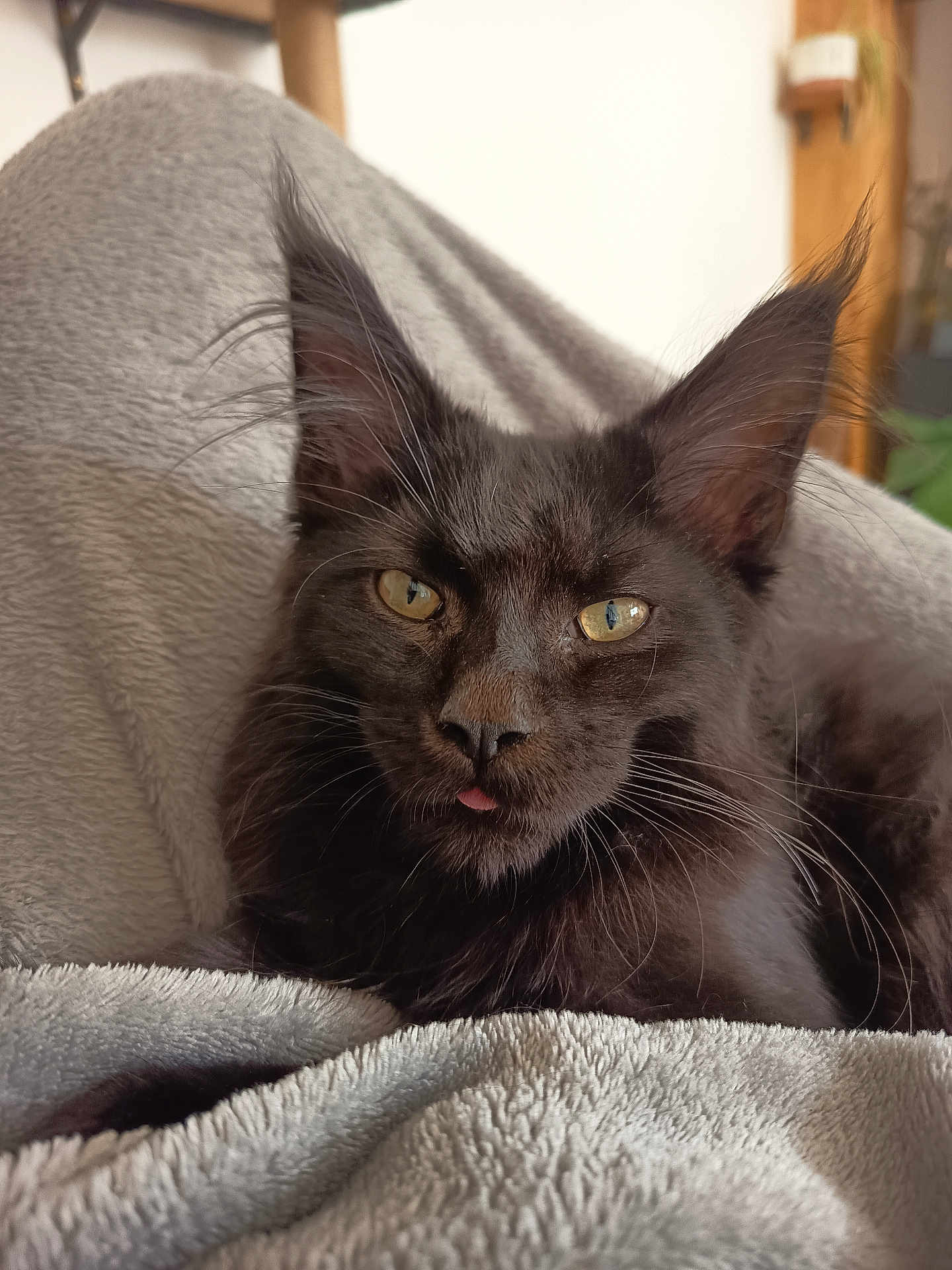 Anubis