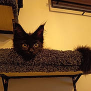 Anubis participe au concours pour gagner de l'argent avec cette photo : cat, kitten, black_cat, pet, indoor, feline, curious, cat_perch, carpeted, tail, ears, whiskers, animal, cute, domestic_animal, young, fur, eyes, resting, sitting