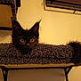 cat, kitten, black_cat, pet, indoor, feline, curious, cat_perch, carpeted, tail, ears, whiskers, animal, cute, domestic_animal, young, fur, eyes, resting, sitting