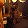Anubis