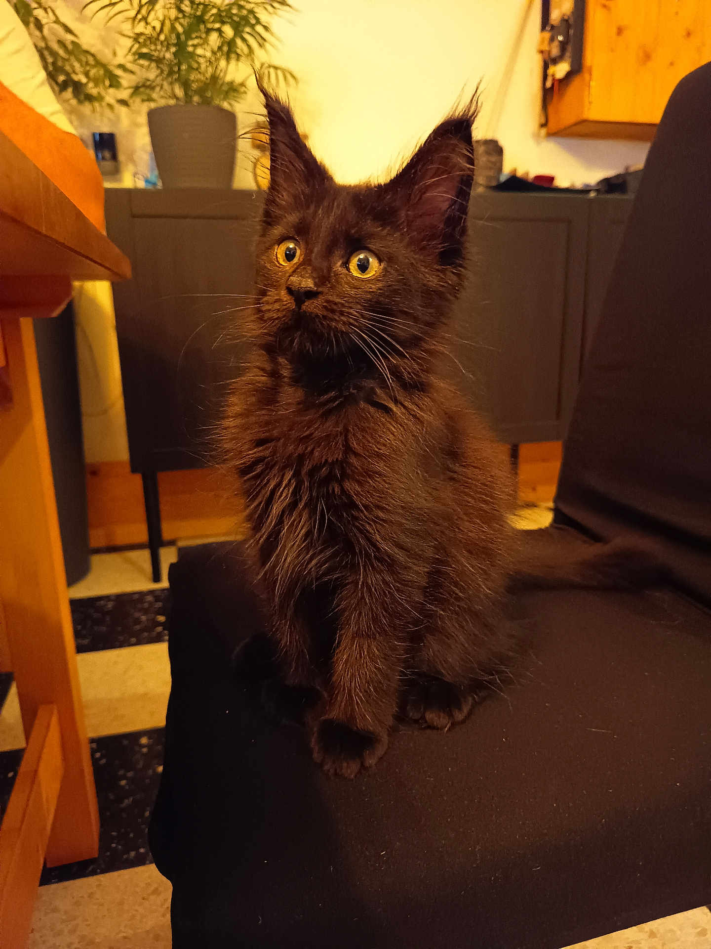 Anubis a rejoint le concours — aidez-le/la à gagner de superbes lots ! black_kitten, cat, pet, indoor, chair, furniture, yellow_eyes, curious, fluffy, animal, domestic_cat, sitting, young_cat, home, cozy, wooden_furniture, plant, portrait, alert, feline