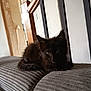 black_cat, kitten, animal, pet, indoor, couch, furniture, wooden_railing, door, texture, gray, curious, young_cat, resting, home, cozy, fur, whiskers, eyes, relaxing
