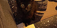 Anubis a rejoint le concours — aidez-le/la à gagner de superbes lots ! animal, black_kitten, cat, cozy, curious, cute, domestic, floor, furniture, home, indoor, looking_up, pet, playful, rug, shadow, small_animal, tile, yellow_eyes, young_cat