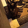 Anubis a rejoint le concours — aidez-le/la à gagner de superbes lots ! black_kitten, cat, pet, indoor, floor, rug, tile, furniture, curious, yellow_eyes, small_animal, cute, looking_up, domestic, young_cat, cozy, home, animal, playful, shadow